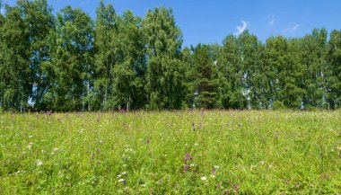 Ormanın önündeki yeşil çimenler ve çiçekler. Yaz güneşli bir gün