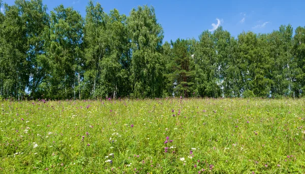 Rumput Hijau Dan Bunga Depan Hutan Musim Panas Cerah Hari — Stok Foto