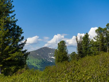 Cedarlar Sibirya Sayan dağlarının fillerinde yetişir. Jerboa Dağı görünümü
