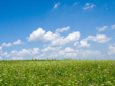 Yeşil çayırlar ve tarlalar. Mavi gökyüzünde beyaz bulutlar. Yaz güneşli bir gün