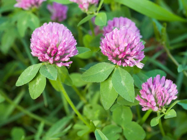 Fiori Trifoglio Erba Verde Primo Piano Giornata Estiva — Foto Stock