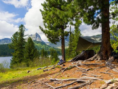 Sedir ağaçları arasında bir turizm kampı. Kozalaklı ormanda güneşli bir yaz günü