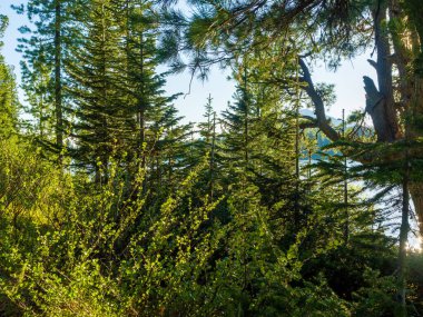 Orman gölünün kıyısındaki körfezler. Taiga 'da vahşi bir yaz akşamı