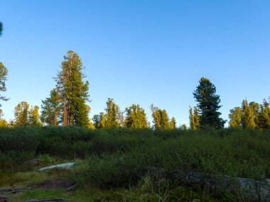 Akşam güneşi sedirlerin tepelerini aydınlatır. Kozalaklı orman