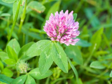 Yonca çiçekleri yeşil çimlerde. Yakın plan. Yaz günü