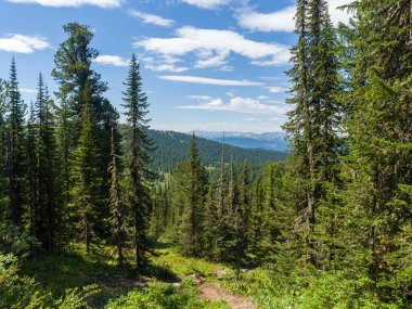 Orman manzarası. Kozalaklı ormanda sedir ve köknar. Vahşi doğada güneşli bir yaz günü