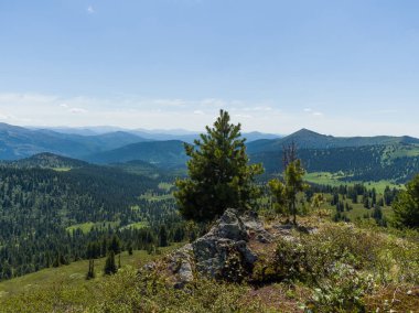 Genç sedir dağın tepesinde. Sayan dağlarının panoraması. Yaz güneşli bir gün