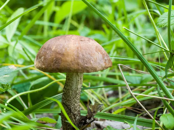 Cogumelo Cresce Entre Grama Close Natureza Selvagem — Fotografia de Stock