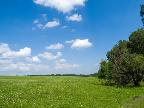 Padang Rumput Hijau Dan Ladang Awan Putih Langit Biru Musim — Stok Foto