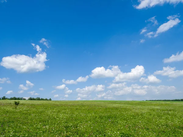 Padang Rumput Hijau Dan Ladang Awan Putih Langit Biru Musim — Stok Foto