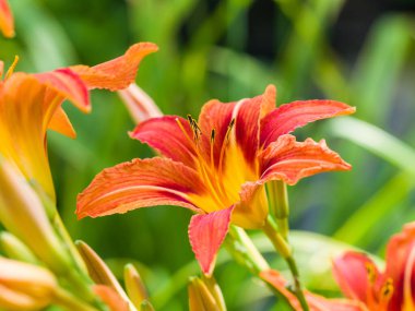 Yeşil çimenlerin üzerinde kırmızı turuncu zambaklar. Yakın plan.