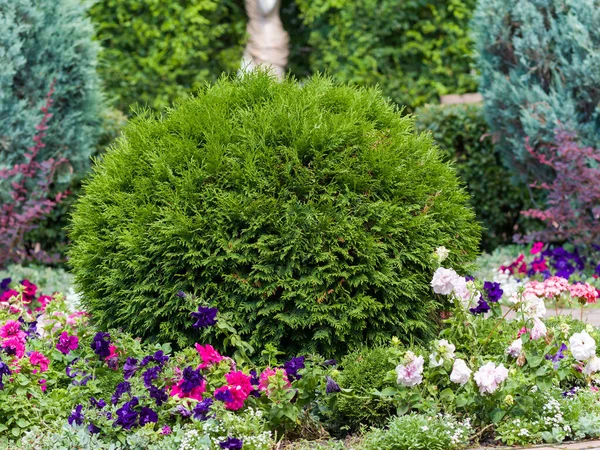 Thuja küresi bahçede. Bahçe düzenleme. Güneşli yaz günü