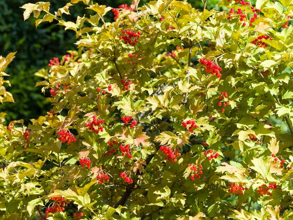 Rödbärspartier Bland Gula Blad Viburnum Hösten — Stockfoto