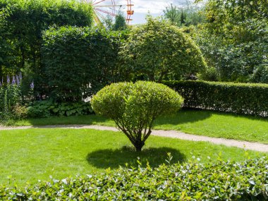 Güzel bir bitki parkı. Bahçe düzenleme. Yaz güneşli bir gün