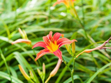 Yeşil çimenlerin üzerinde kırmızı turuncu zambaklar. Yakın plan.