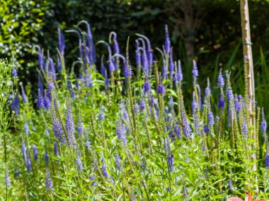 Mavi uzun çiçekler yakın plan. Yaz güneşli bir gün