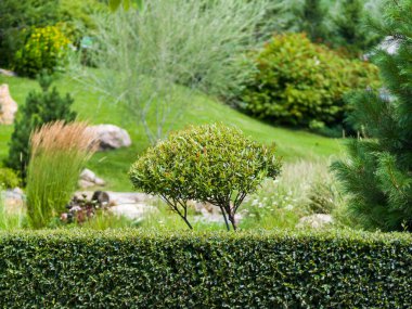 Parktaki dekoratif bitkiler. Bahçe düzenleme. Yaz güneşli bir gün