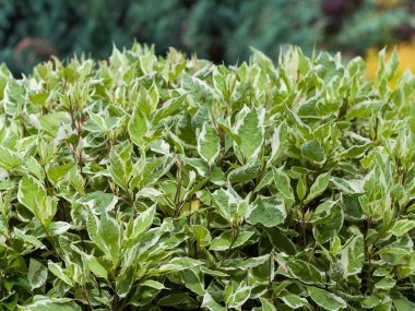 Ficus benjamin doğada yaşar. Peyzaj malzemeleri. Yakın plan.