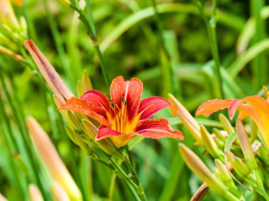 Yeşil çimenlerin üzerinde kırmızı turuncu zambaklar. Yakın plan.