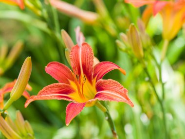 Yeşil çimenlerin üzerinde kırmızı turuncu zambaklar. Yakın plan.