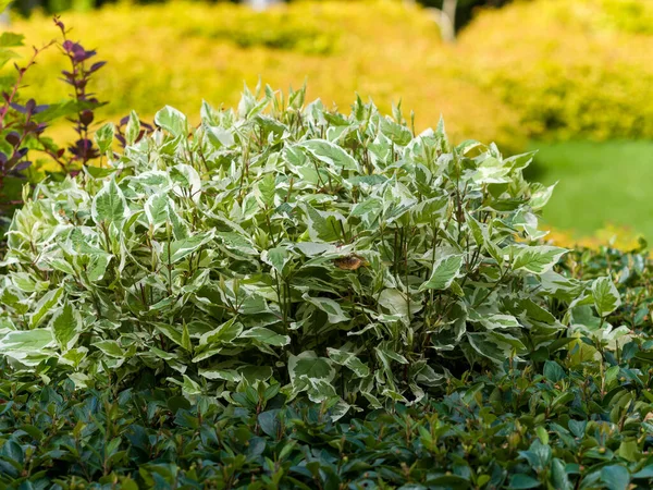 Ficus Benjamin leaves in the garden. Landscaping. Summer sunny day — Stock Image Ficus Benjamin Leaves Garden Landscaping Summer Sunny Day Stock Photo