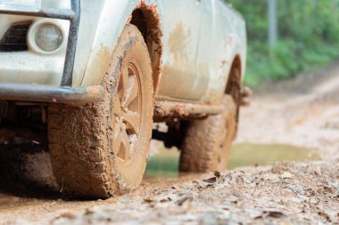 Bir ormana düşmüş bir ağacın gövde ile toprak yolda otomobil lastiği.