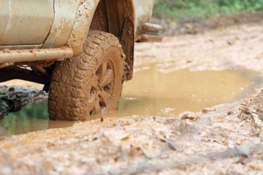 Bir ormana düşmüş bir ağacın gövde ile toprak yolda otomobil lastiği.