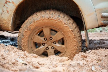 Bir ormana düşmüş bir ağacın gövde ile toprak yolda otomobil lastiği.