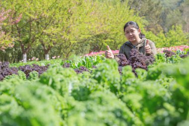 Sabah saat gıda arka plan kavramı kopya alanı ile sırasında hydroponic bahçe genç kız
