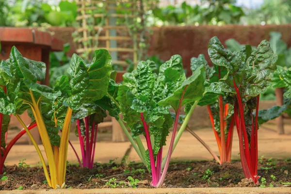 Zöldségkert Késő Nyáron Fűszernövények Virágok Zöldségek Kertben Környezetbarát Kertészkedés — Stock Fotó