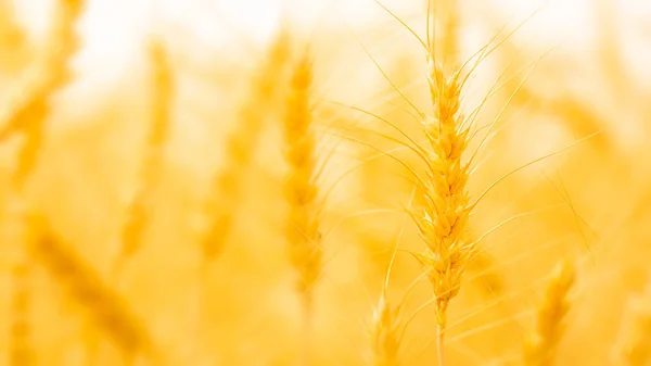 Buğday tarlası. Altın buğday kulakları yakın mesafede. — Stok fotoğraf