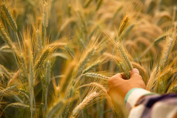 Erkek el buğday tarlasında altın bir buğday kulağına dokunuyor. — Stok fotoğraf