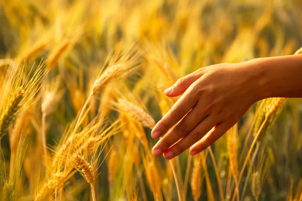 Buğday tarlasında altın buğday kulağına dokunan kadın eli — Stok fotoğraf