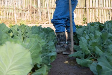 Çiftçi sulama alanları sebze bahçesinde lahana