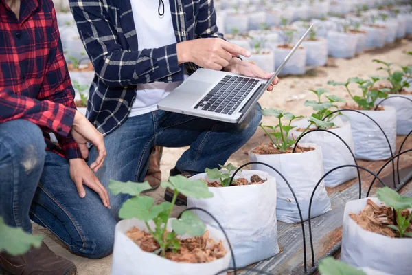 Investigador agrícola con la tableta inspeccionar lentamente las plantas . — Foto de Stock