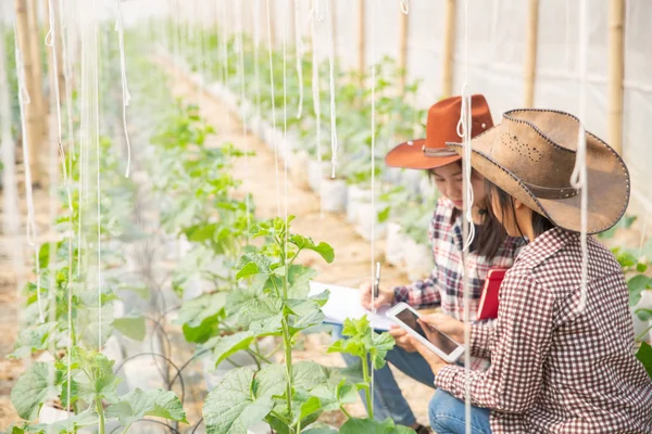 The agronomist examines the growing melon seedlings