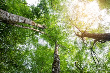 Çevre kavramı. Bahar Güneşi Uzun Ağaçlar Woods Of Canopy ile Parlayan. 