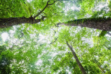 Çevre kavramı. Bahar Güneşi Uzun Ağaçlar Woods Of Canopy ile Parlayan.