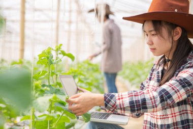 Agronomist çiftlikte büyüyen kavun fidanları inceliyor