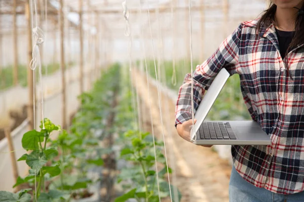 Woman science Assistant ,Agricultural Officer. in greenhouse — 스톡 사진