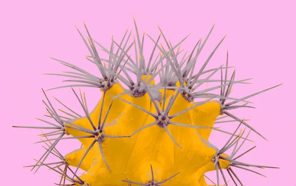 Cacti colorful fashionable mood. Trendy tropical Neon Cactus plant on Pink Color background. — Stock Photo, Image