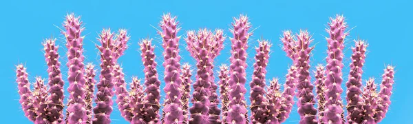 Cactus colorido humor de moda. Planta de cactus de neón tropical de moda sobre fondo azul . — Foto de Stock