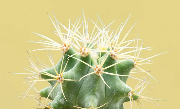 Cactus humeur colorée à la mode. Tendance tropicale Neon Cactus plante sur fond de couleur jaune . — Photo