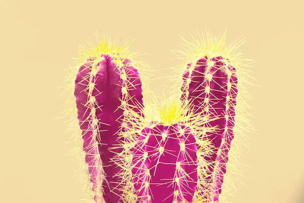 Cacti colorful fashionable mood. Trendy tropical Neon Cactus plant on Yellow Color background. — Stock Photo, Image