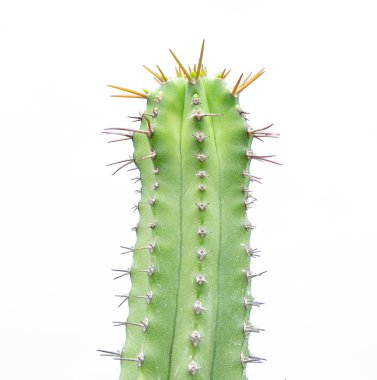  Yeşil Euphorbia Cultivars kaktüs beyaz izole