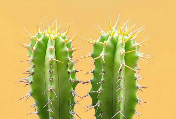 Cacti kolorowy nastrój modny. Trendy tropikalnych roślin Neon Cactus na żółtym tle kolor. — Zdjęcie stockowe