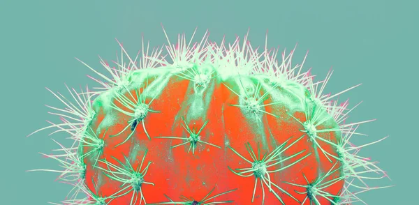 Cacti színes divatos hangulat. Trendi trópusi neon Cactus növény zöld színű háttér. — Stock Fotó