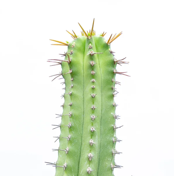 Grüne Euphorbia Sorten Kaktus isoliert auf weiß — Stockfoto
