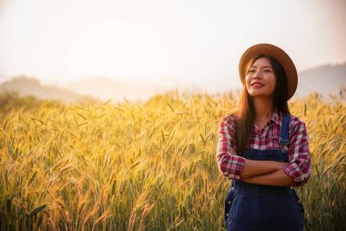 Çiftçi hasat etkinlik planlama olgun buğday alanında