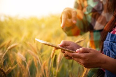 dijital tablet ile altın bir alanda çiftçilerin çift